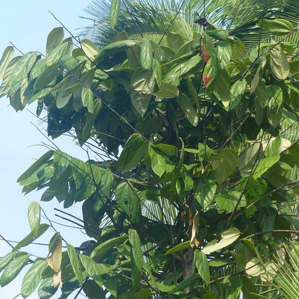 Theobroma cacao Leaf