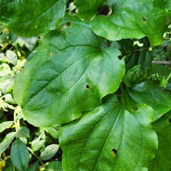 Smilax tamnoides पत्ता