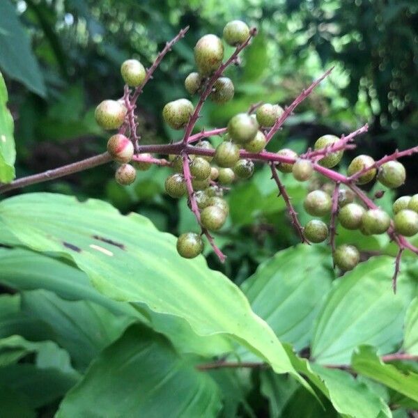 Maianthemum racemosum 果実