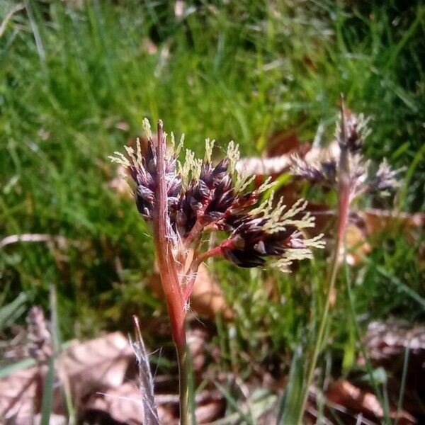 Luzula campestris Blomst