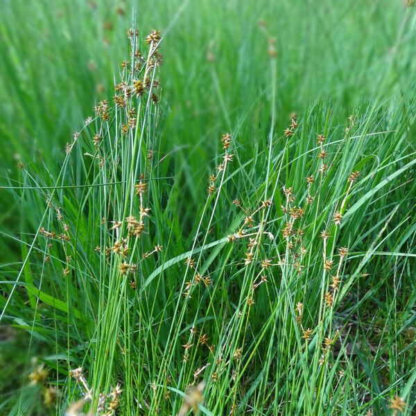 Carex echinata 花