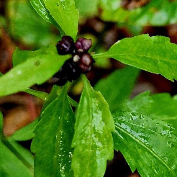 Cardamine bulbifera Fruit