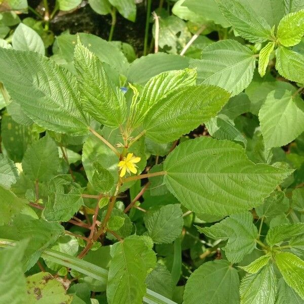 Corchorus olitorius Levél