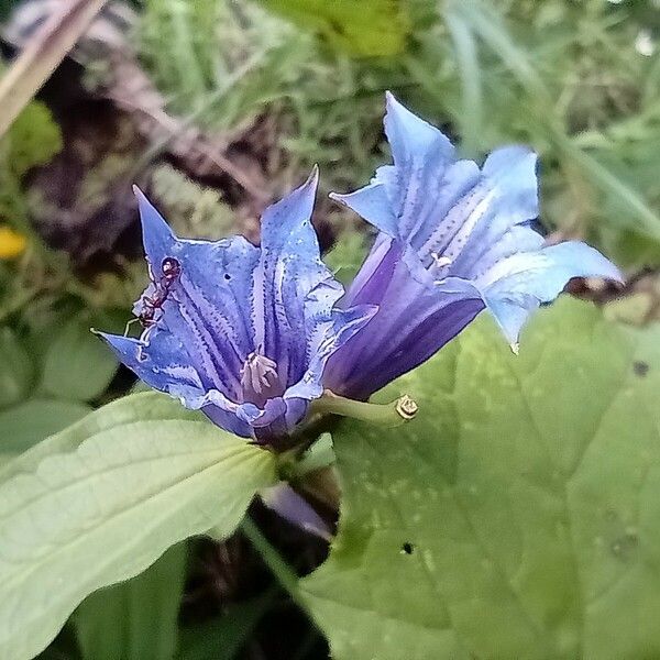 Gentiana asclepiadea 花