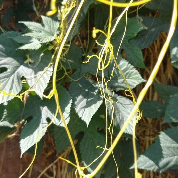 Cuscuta campestris Rusca