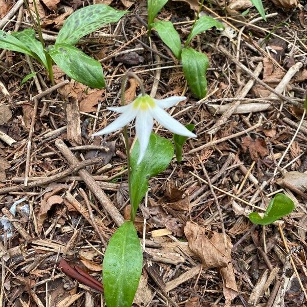 Erythronium oregonum ᱵᱟᱦᱟ