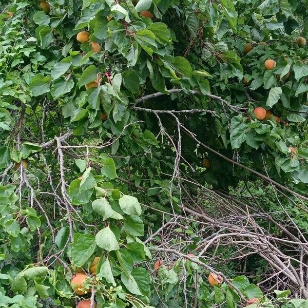 Prunus armeniaca Habit