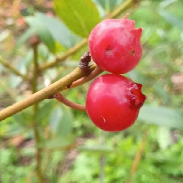 Vaccinium corymbosum Fruit