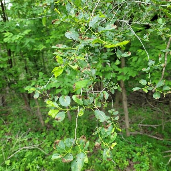 Celtis laevigata Leaf