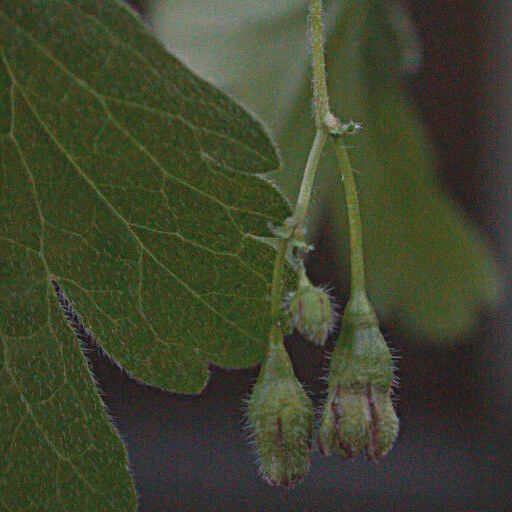 Ribes divaricatum Feuille