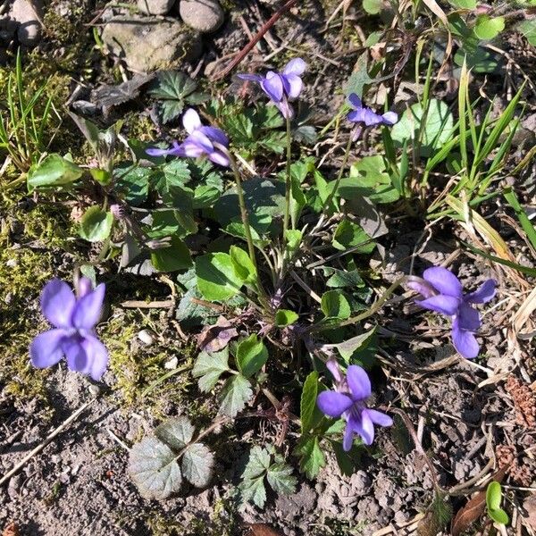 Viola reichenbachiana Fleur