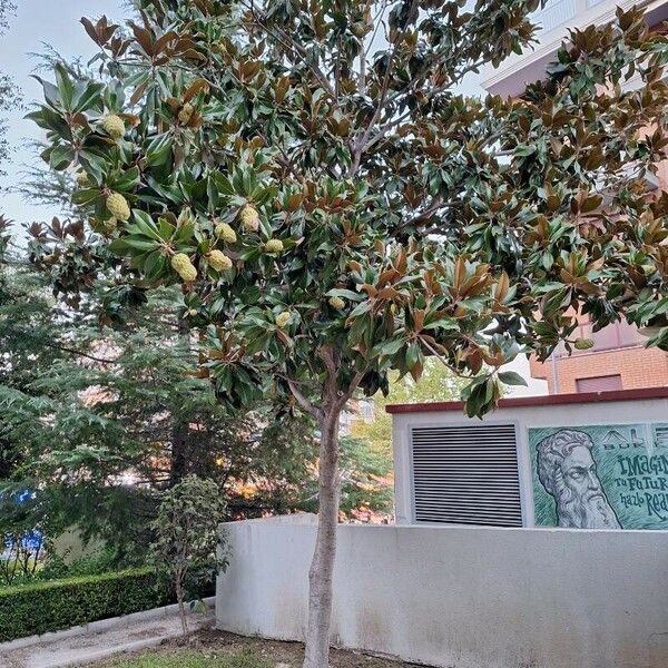 Magnolia grandiflora Elinympäristö