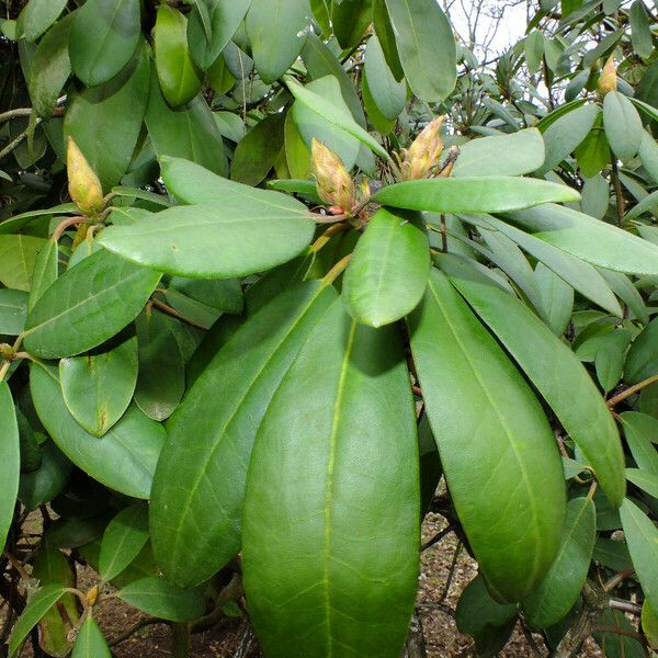 Rhododendron maximum Feuille