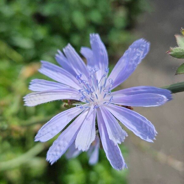 Cichorium endivia Flower