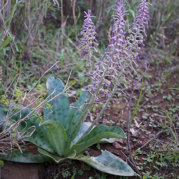 Ledebouria revoluta