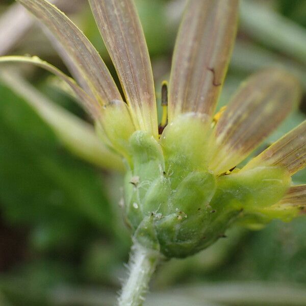 Arctotheca calendula പുഷ്പം