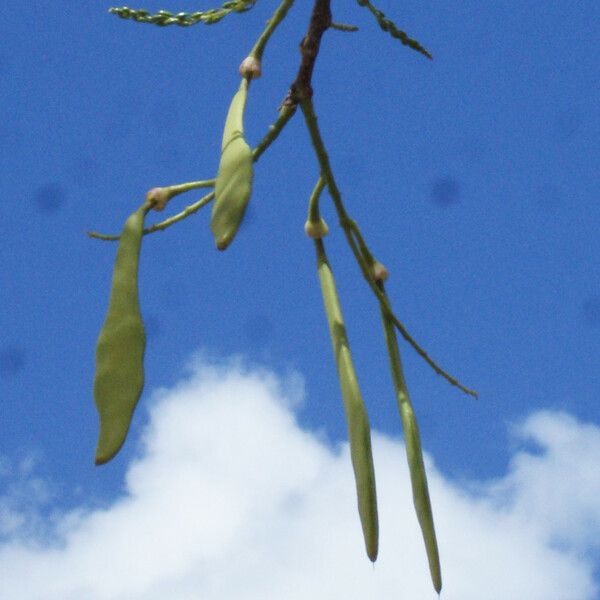 Lonchocarpus heptaphyllus Fruit