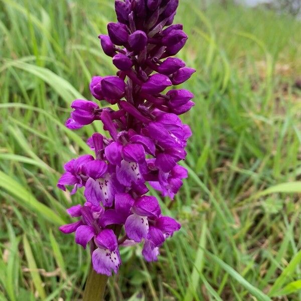 Orchis mascula Floare