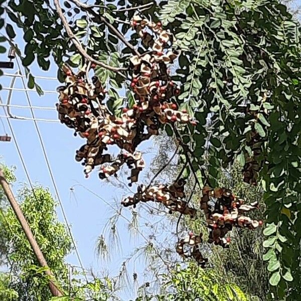 Adenanthera pavonina Blad