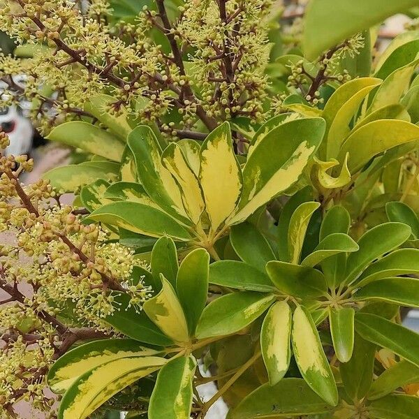 Heptapleurum arboricola Habit