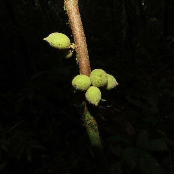 Trichilia pallida Fruit