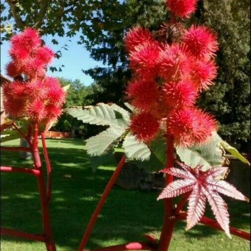 Ricinus communis Φρούτο