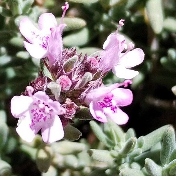 Thymus algeriensis Blomma