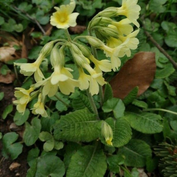 Primula elatior Žiedas