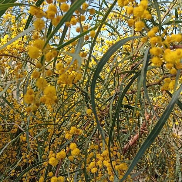 Acacia saligna 花