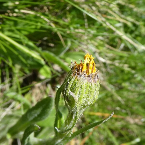 Senecio doronicum Flower