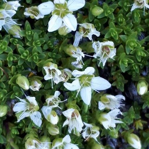 Arenaria biflora Blomst