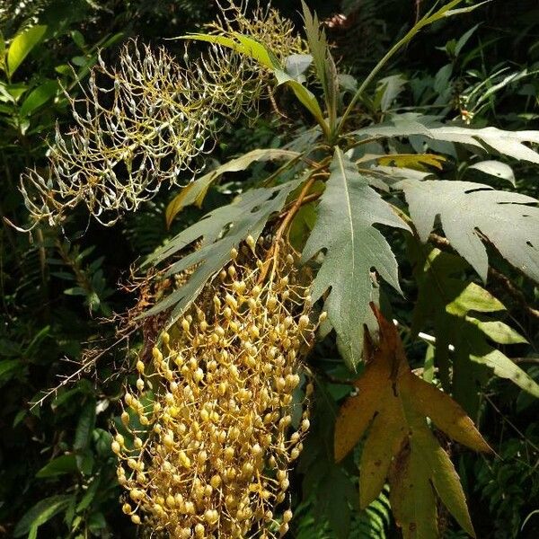 Bocconia frutescens 葉