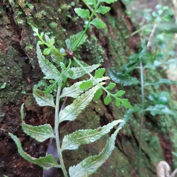 Asplenium boltonii Õis