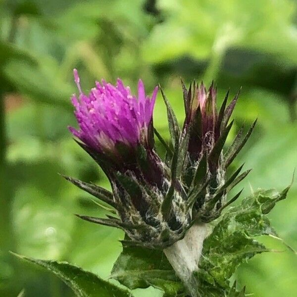 Carduus pycnocephalus Blüte