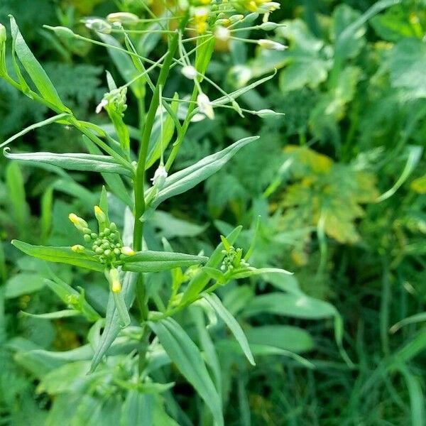 Camelina sativa Цвят