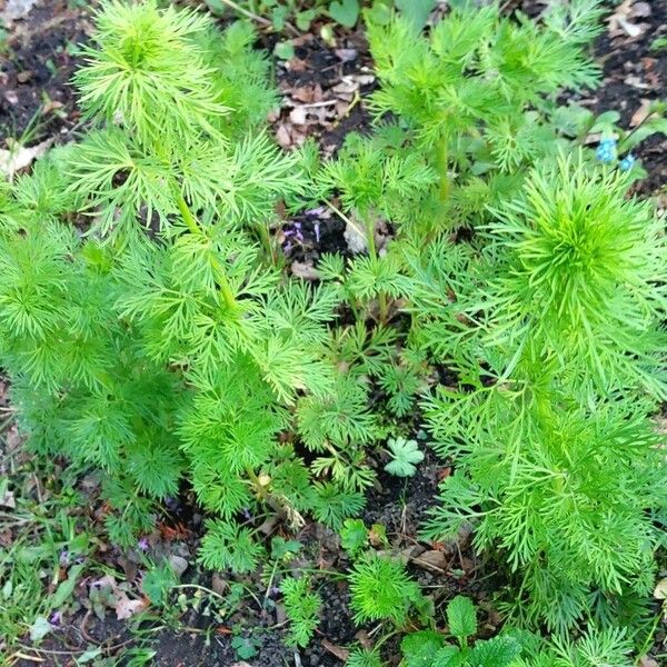 Delphinium ajacis Leaf