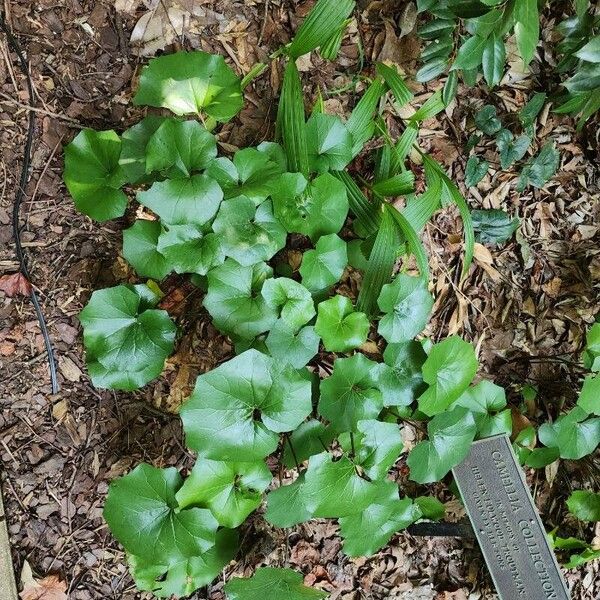 Galax urceolata Leaf