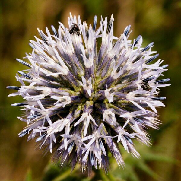 Echinops sphaerocephalus Flower