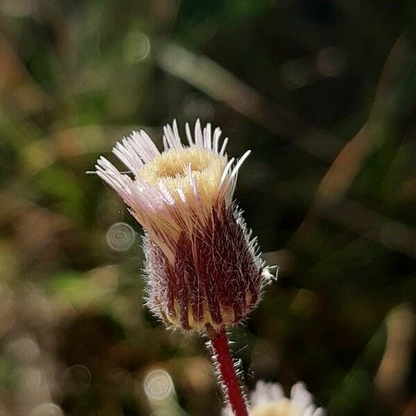 Erigeron acris Flor