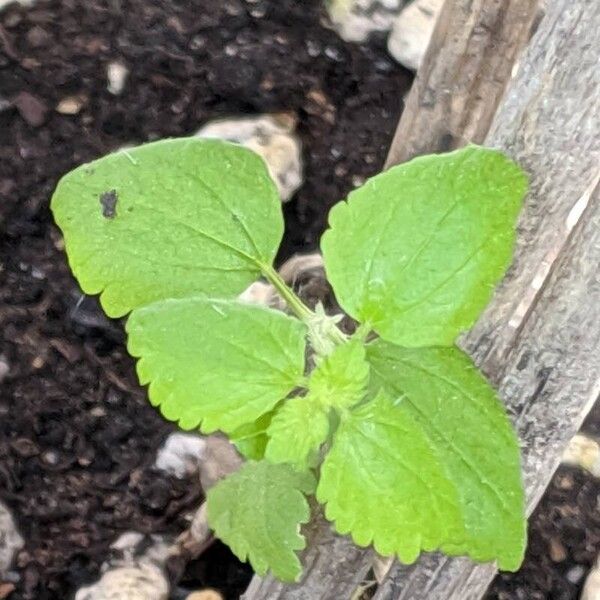 Urtica urens Leaf