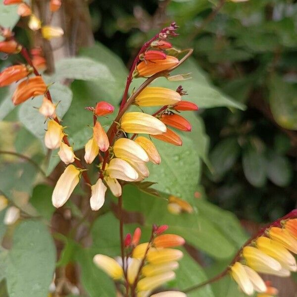 Ipomoea lobata Floare