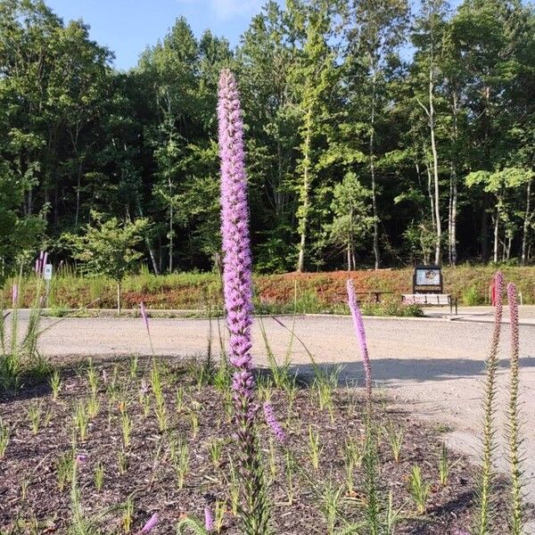 Liatris pycnostachya Õis