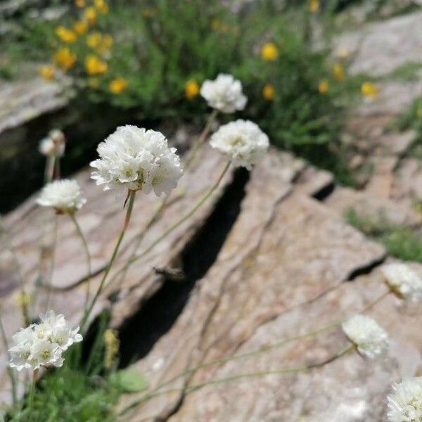 Armeria arenaria Blomst