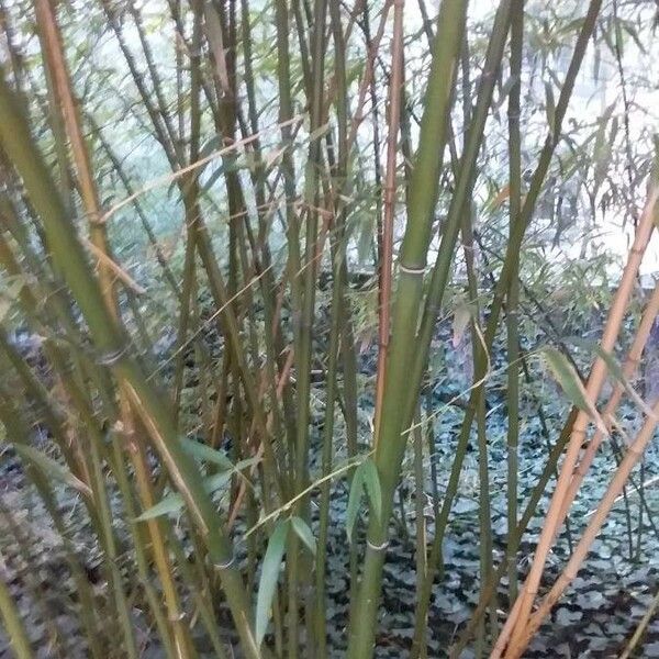 Phyllostachys aurea 樹皮