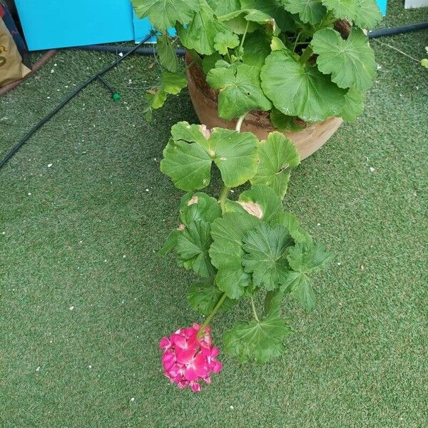 Pelargonium zonale Blomst