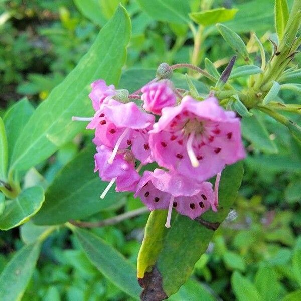 Kalmia angustifolia Fiore