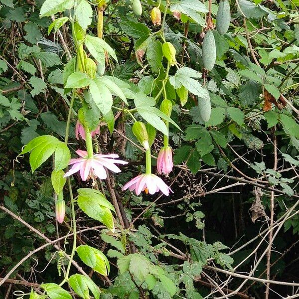 Passiflora tripartita Flor