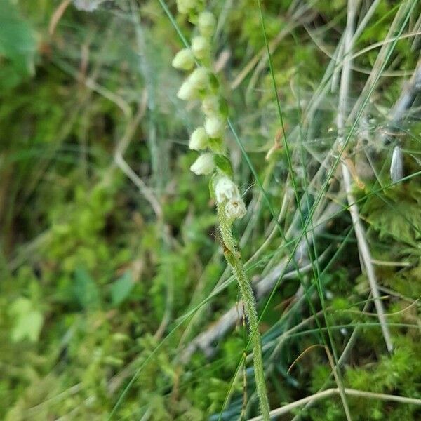 Goodyera repens ফুল