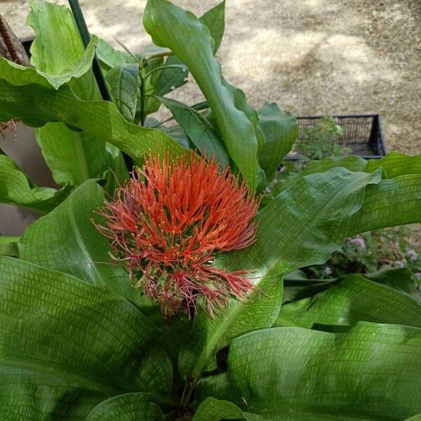 Scadoxus multiflorus Квітка