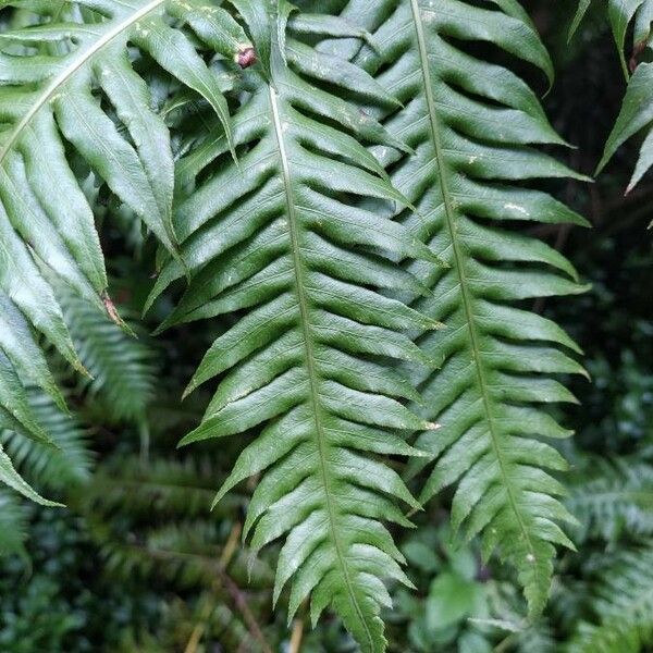 Woodwardia radicans 葉